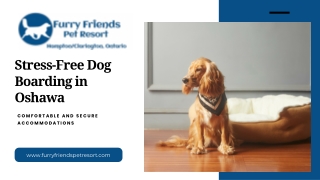 Trusted Dog Boarding in Oshawa: Comfort & Care at Furry Friends Pet Resort