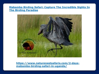 Wings of Wonder - Capture the Magic of Mabamba’s Birding Safari