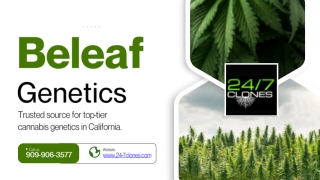 Beleaf Genetics California