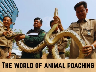 The World of Animal Poaching