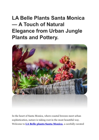 LA Belle Plants Santa Monica — A Touch of Natural Elegance from Urban Jungle Pla