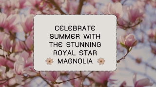 Royal Star Magnolia: Perfect Summer Bloosom Flower