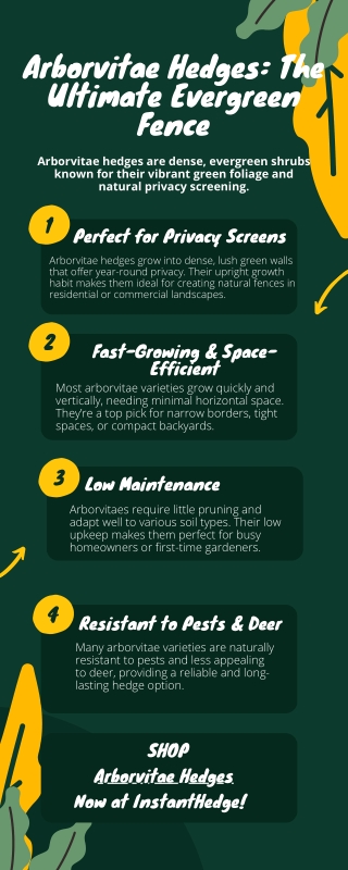 Want Year-Round Privacy Without the Hassle? Go for Arborvitae Hedges!