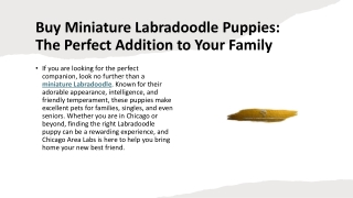 Buy Miniature Labradoodle Puppies- The Perfect Addition to Your Family