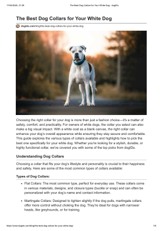 The Best Dog Collars for Your White Dog - dogIDs
