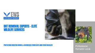 Bat Removal – Elite Wildlife Services