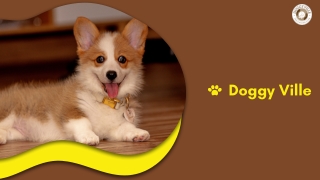 dog training hyderabad