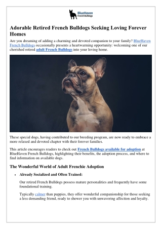 Adorable Retired French Bulldogs Seeking Loving Forever Homes