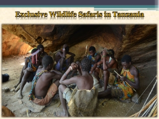 Exclusive Wildlife Safaris in Tanzania