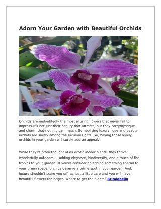 Brindabella Orchids – Exquisite Blooms for Every Garden