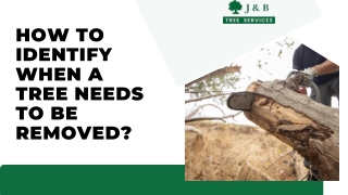 How to Identify When a Tree Needs to Be Removed?