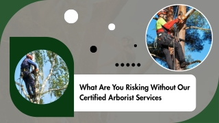 Specialized Tree Care for Every Season and Need