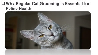 Why Regular Cat Grooming Is Essential for Feline Health