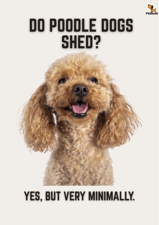 Do Poodle Dogs Shed ?