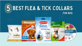 Best Flea & Tick Collars for Dogs – Top 5 Picks | DiscountPetCare