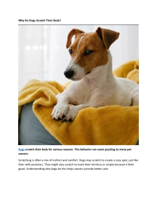 Why Do Dogs Scratch Their Beds