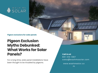 Pigeon Exclusion Myths Debunked: What Works for Solar Panels?