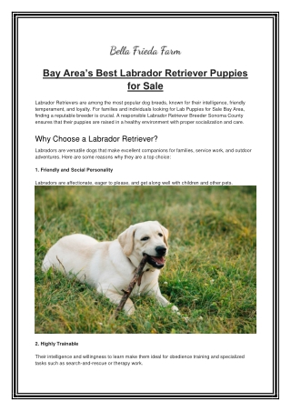 Bay Area’s Best Labrador Retriever Puppies for Sale