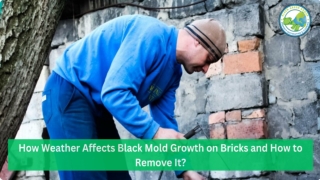 How Weather Affects Black Mold Growth on Bricks and How to Remove It