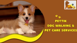 Professional Dog Walking Service in Delhi