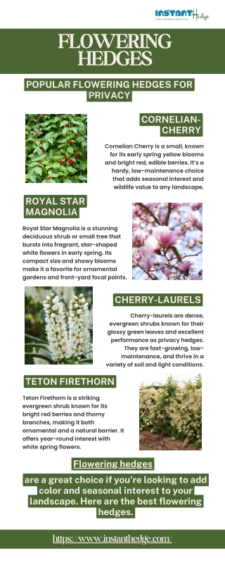 Privacy Meets Petals: Flowering Hedges You’ll Love