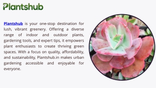 Buy Avocado Tree Online – Best Fruit-Bearing Garden Trees