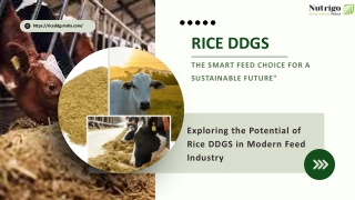 Transforming Animal Feed in India with Rice DDGS