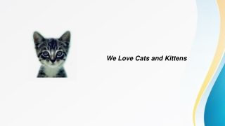 Down Syndrome Cat | Welovecatsandkittens.com