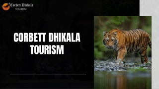 Memorable Safari Experiences at Dhikala Zone in Jim Corbett