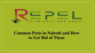 Common Pests in Nairobi and How to Get Rid of Them