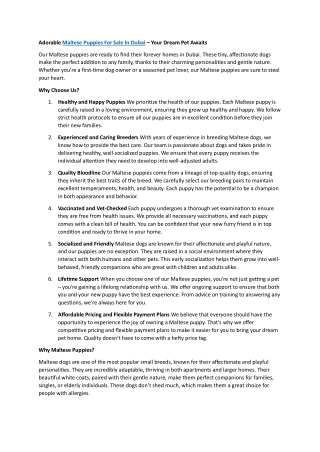 Maltese Puppies For Sale In Dubai