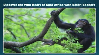 Discover the Wild Heart of East Africa with Safari Seekers