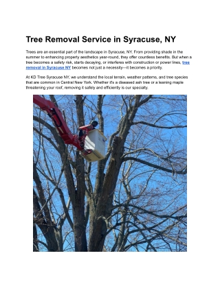 Tree Removal Service in Syracuse, NY