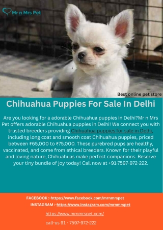 Chihuahua Puppies For Sale In Delhi