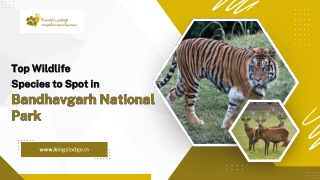top wildlife species to spot in bandhavgarh national park