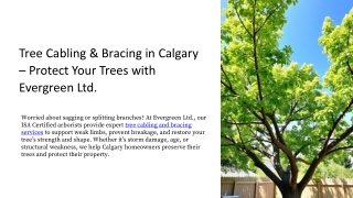 Tree Cabling & Bracing in Calgary – Evergreen Ltd