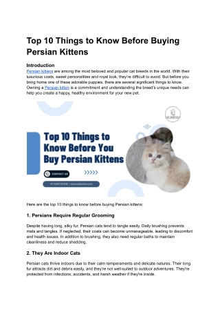 Top 10 Things to Know Before Buying Persian Kittens