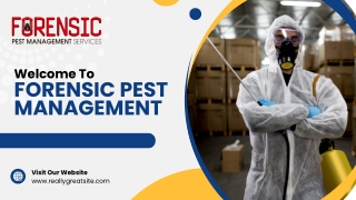 Termite Inspection Sydney