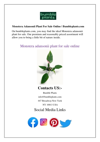 Monstera Adansonii Plant For Sale Online Bumbleplants.com