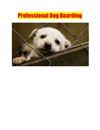 Professional Dog Boarding