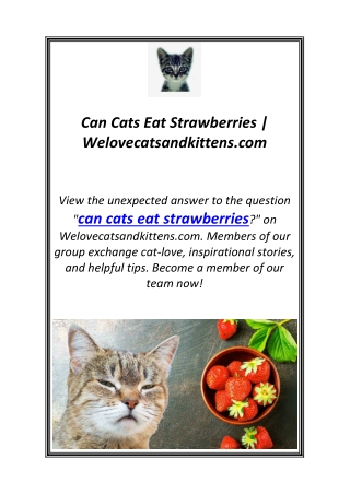 Can Cats Eat Strawberries | Welovecatsandkittens.com