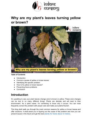 Why are my plant’s leaves turning yellow or brown_