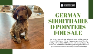 German Shorthaired Pointer Puppies for Sale Near Me Now
