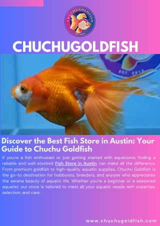 Discover the Best Fish Store in Austin Your Guide to Chuchu Goldfish