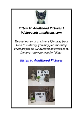 Kitten To Adulthood Pictures | Welovecatsandkittens.com