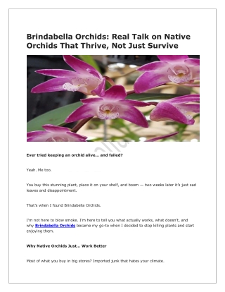 Discover Premium Blooms with Brindabella Orchids