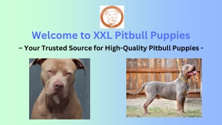 Welcome to XXL Pitbull Puppies – Your Trusted Source for High-Quality Pitbull Puppies