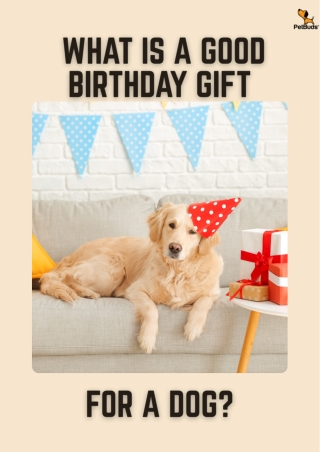 What Is a Good Birthday Gift for a Dog