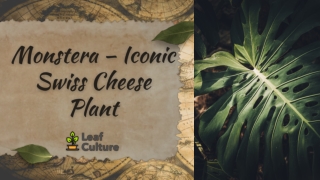 Monstera – Iconic Swiss Cheese Plant