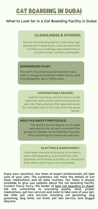 Cat Boarding in Dubai